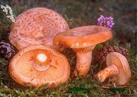 Lactarius Deliciosus Saffron Milk Cap As You Can Tell From The Name They Are Yummy Stuffed Mushrooms Bitter Orange Red Wine