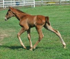 Stacks are elevated pads attached to the horses' front hooves like high heels, and the chains are wrapped around their ankles. Tennessee Walking Horse Breed Information History Videos Pictures