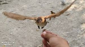 Download suara burung dudut betina. Download Suara Burung But But Ilalang Mp3 Mp4 3gp Flv Download Lagu Mp3 Gratis