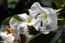 Image result for Gardenia cornuta