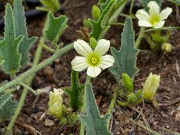 Image result for Cucumis zeyheri