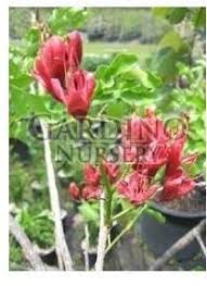 Image result for Schotia brachypetala