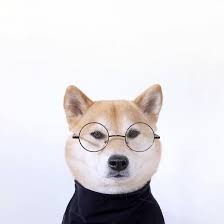 Steve Jobs Reincarnation Http Ift Tt 2qemm2s Cute Animals Cute Dogs Pets