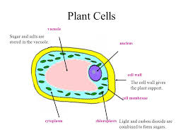 Check spelling or type a new query. Animal Cells Contains The Cell Dna And Controls The Cells Function Ppt Video Online Download