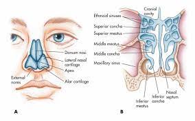 Nose Nasal Cavity And Pharynx A Nasal Cartilages And External Structure B Meatus And Positions Of The Entrance Sinus Cavities Maxillary Sinus Sinusitis
