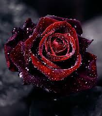 Pin By Shane Serilo On Art Beautiful Roses Blue Roses Rose Pictures