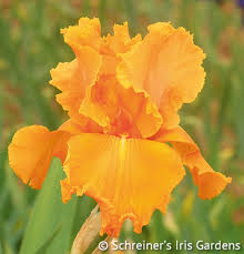 Image result for orange Germanic Bearded Iris