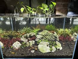 Image result for Limnophila fluviatilis