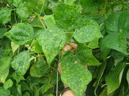 Affecting a wide variety of horticultural and vegetable crops — roses, beans, tobacco, tomatoes, potatoes, cucumbers and peppers — mosaic is a viral diseases found throughout the united states. What S Wrong With My Plant Garden University Of Minnesota Extension