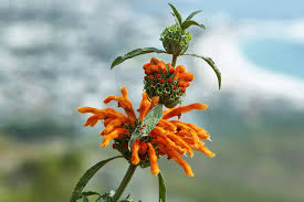 Image result for Leonotis