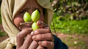 Fruit of the poisonous tree includes evidence gathered from just about any kind of police conduct that violates a defendant's constitutional rights. How Morocco S Argan Trees Help Fight The Growing Desert