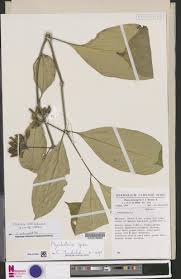 Image result for Rytigynia umbellulata