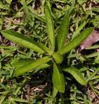 Image result for Vernonia glabra