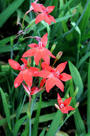 Image result for Lotononis laxa