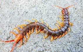 Maybe you would like to learn more about one of these? Blog How Dangerous Are Centipedes In North Carolina