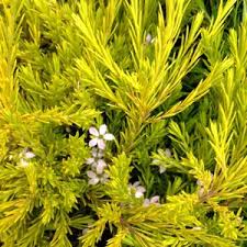 Maybe you would like to learn more about one of these? Golden Diosma Coleonema Pulchrum Aurea Nurseries Online
