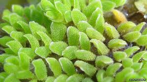 Image result for Azolla pinnata