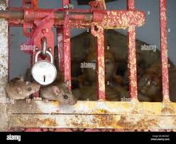 Ratas ratas fotografías e imágenes de alta resolución - Página 3 - Alamy