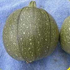 It's not like corn where you can just cut it off and cook it, no matter how small it is. Round Zucchini Seeds Zucchini Seeds For Planting