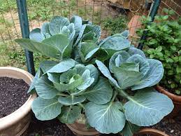 Pin By Cindy Pate On Its Good To Dig In The Dirt Fall Garden Vegetables Winter Garden Collard Greens