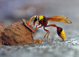 Potter Wasp Types Of Bees Bugs Insects Wasp