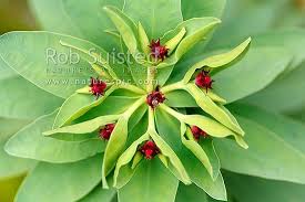 Euphorbia Glauca Nz Native Coastal Plant Perennial Herb Known As Shore Spurge Sea Spurge Waiu Atua Sand Milkwe Coastal Landscaping Coastal Gardens Plants