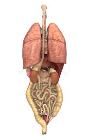 While conventional tracking methods break down. Internal Organs Back View Stock Illustration Illustration Of Posterior 18824086