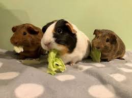 Learn about salaries, benefits, salary satisfaction and where you could earn the most. Adorable Adoptable Pets Of The Week In The Nashua Area Nashua Nh Patch