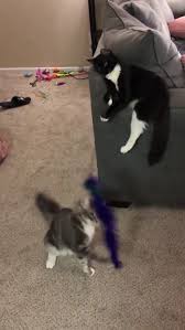 Necla Toptanci Adli Kullanicinin Kedi Panosundaki Pin Video Videolar Ile Komik Hayvan Hayvan Mizahi Komik Hayvan Videolari