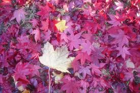 Maybe you would like to learn more about one of these? Fall Leaves Rake Many Turn A Few Into A Turkey Stacy Gittleman
