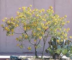 Bird Of Paradise Tree Arizona Caesalpinia Gilliesii Yellow Bird Of Paradise Yellow Shrubs Shrubs Arizona Gardening