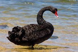 Swans are grouped with the closely related geese in the subfamily anserinae where they form the tribe cygnini. Black Swan Theory Wikipedia