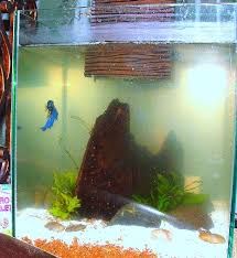 About 0% of these are aquariums, 0% are decorations & ornaments. Flying Guppies Issues With The Fluval Chi Aquarium Thegirlwithfish
