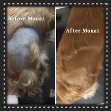 If the hair loss is accompanied by hot spots or pus, she probably has an infection. After Trying All Kinds Of Products For 8 Months Monat Was The Only Thing To Grow Back Sally Dog S Hair Petfur Petshampoo Pethai Monat Monat Hair Dog Line