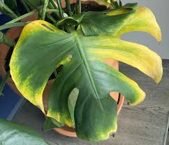 Why Does My Monstera Deliciosa Have Yellow Leaves Smart Garden Guide Yellow Plants Monstera Deliciosa Yellow Leaves On Plants