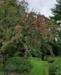 I believe this is a 'crimson cloud' hawthorn tree. Photo Of The Entire Plant Of Midland Hawthorn Crataegus Laevigata Crimson Cloud Posted By Pixie62560 Garden Org