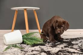 Check spelling or type a new query. How Can I Tell If My Dog Has Been Poisoned Memphis Emergency Vet