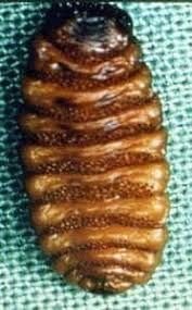 Image result for cuterebriasis in dogs
