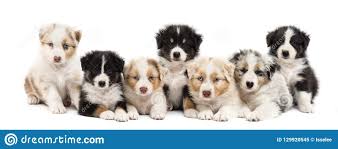 Front View Of Australian Shepherd Puppies 6 Weeks Old Stock Image Image Of Front Studio 129920545