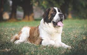 Between about 1670 and 1897, the dogs, which came to be known as st. 150 Most Famous Dog Names Of All Time Lovetoknow