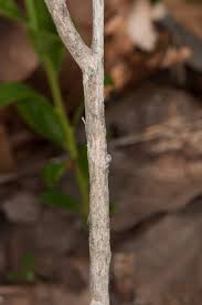 Image result for Batopedina linearifolia