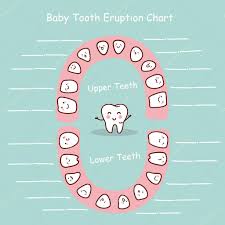 teeth chart stock images royalty free teeth eruption