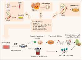 We did not find results for: Chicken Pluripotent Stem Cell Lines As A Convenient Platform For Download Scientific Diagram