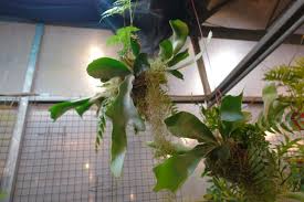 pin by 士弘楊on 附生在附生植物上的附生植物 hanging plant design hanging plants plant design plants
