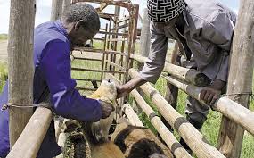 Seven trials including 768 cattle were conducted in south africa and namibia to evaluate the efficacy of the systemic parasiticide ivermectin when administered subcutaneously at a dose rate of 200. Covid 19 Fears Cause Rush On Ivermectin