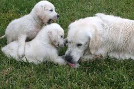 While the majority of our dogs are sold for the family pet, we ensure the bloodlines are top notch offering great prospects for hunting & field work. English Cream Golden Retriever Puppies Cute Dogs Golden Retriever Dog Quotes