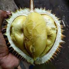 Resepi nie yang nina dan yang paling penting, resepi crepe nie sangat mudah dimasak, senang, tak melekat kat pan, tak. 10 Jenis Durian Paling Populer Ini Wajib Masuk List Kulineranmu
