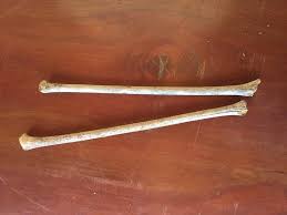 Image result for Dasylepis eggelingii