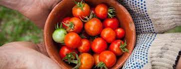 Biotalys nv | 1,635 followers on linkedin. Biotalys Submits First Protein Based Biocontrol Registration Package To The Epa Gimv