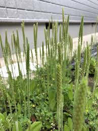 ツボミオオバコ 植物図鑑 エバーグリーン